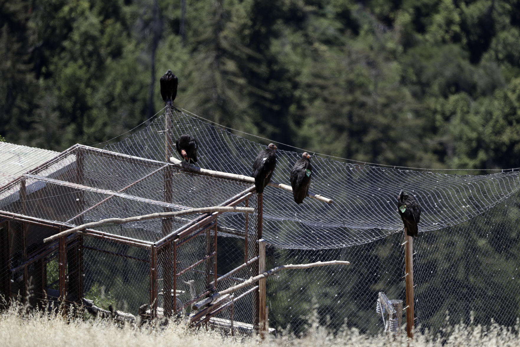 Return of the Condor